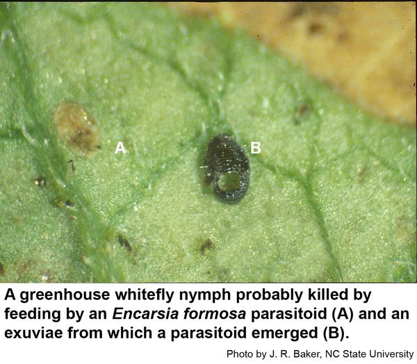 A dead greenhouse whitefly nymph 